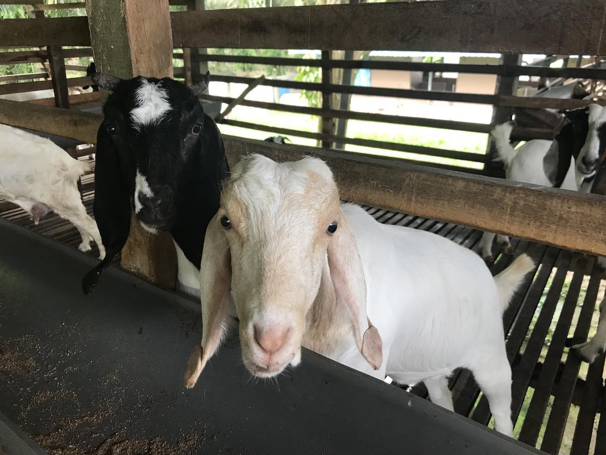 Sinar Eco Resort Kampong Bukit Panjang Zewnętrze zdjęcie